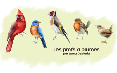 Les profs à plumes